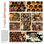 I ruoli dell'ape operaia