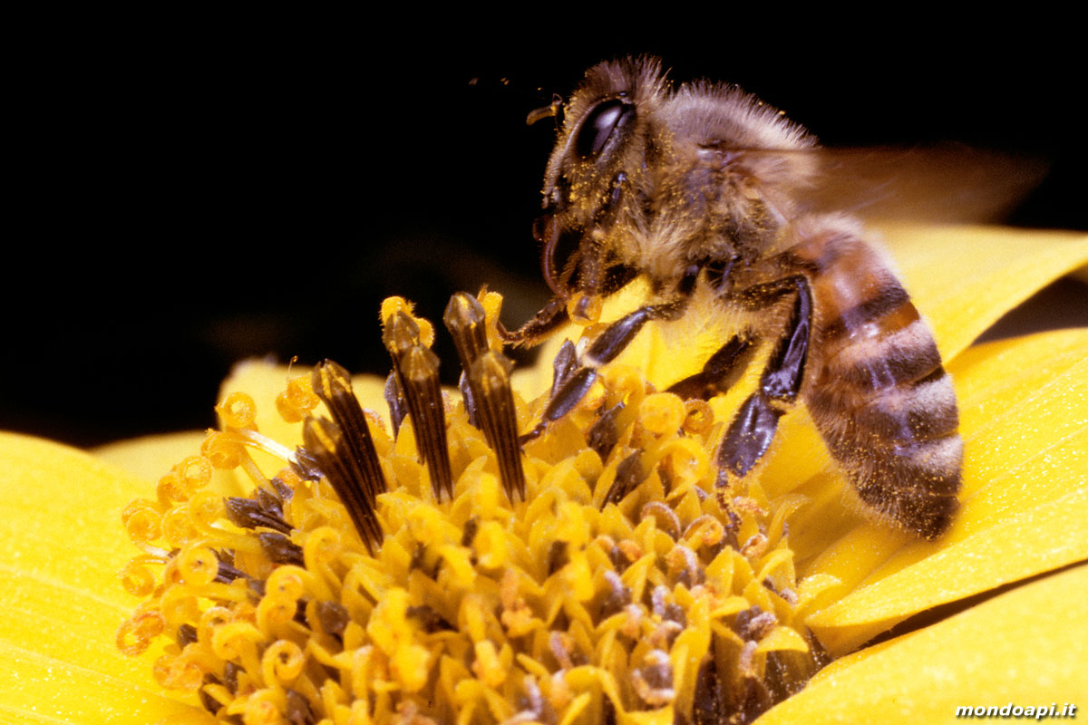 l'ape bottinatrice sul topinambur