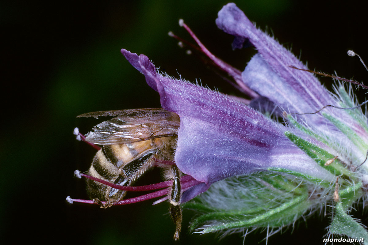 l'ape bottinatrice sull'erba viperina