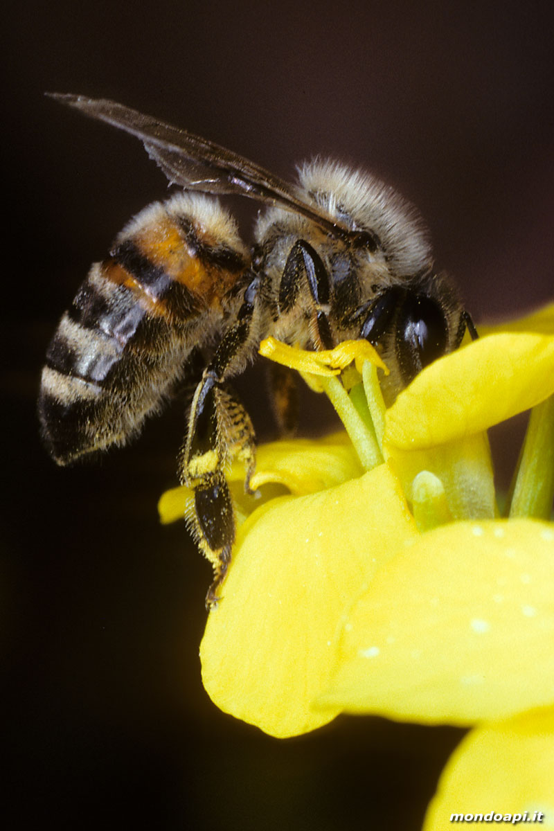l'ape bottinatrice sul ravizzone