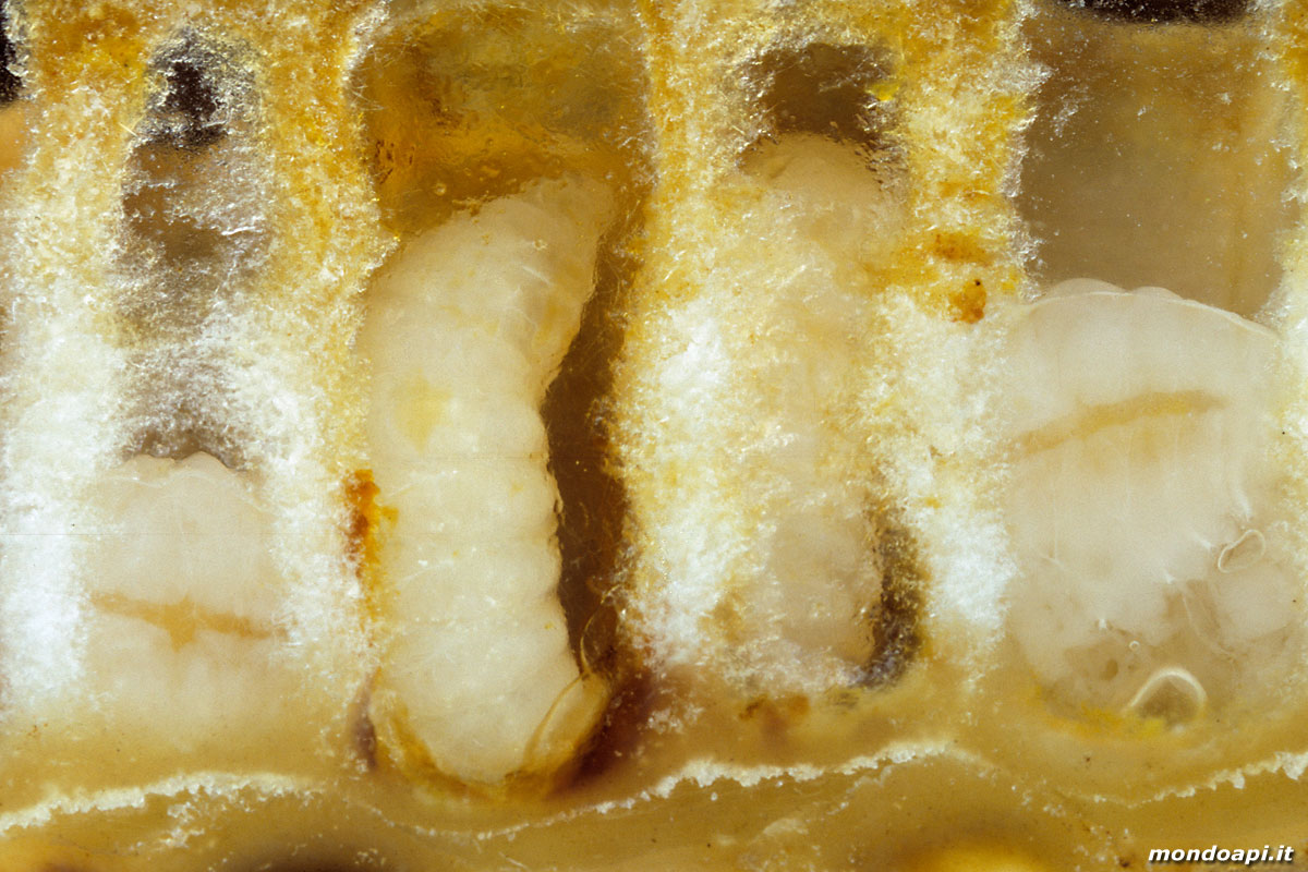larva nelle cellette (favo di vetro)
