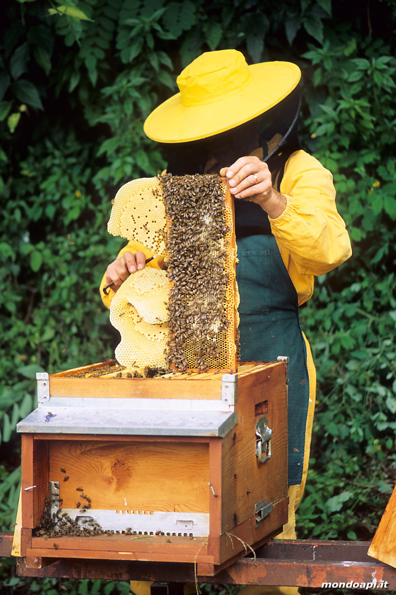 l'apicoltore