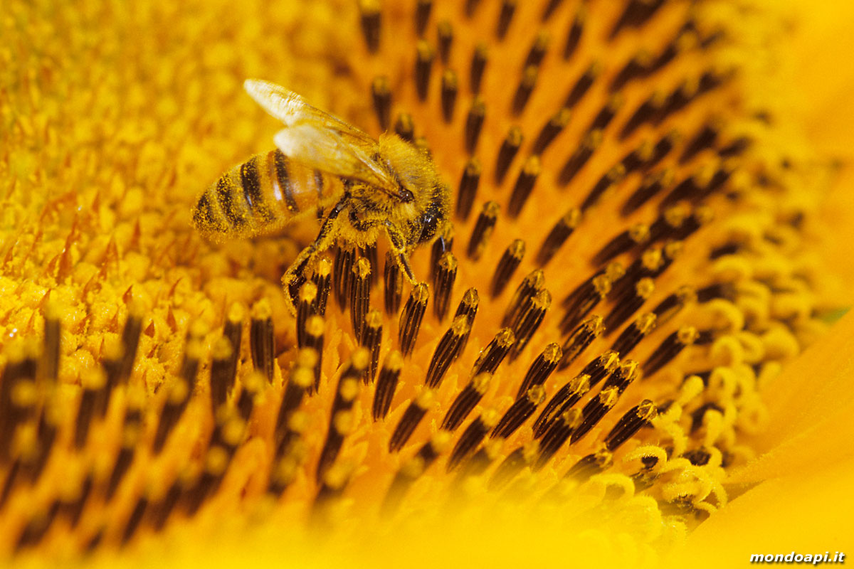 l'ape bottinatrice sul girasole