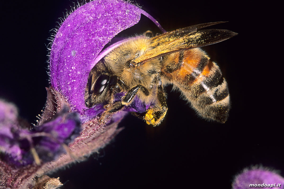 l'ape bottinatrice sulla salvia pratense