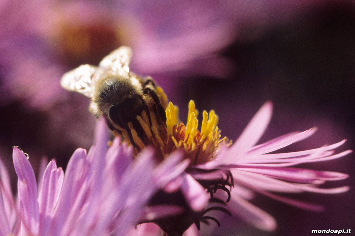 l'ape bottinatrice su astro settembrino