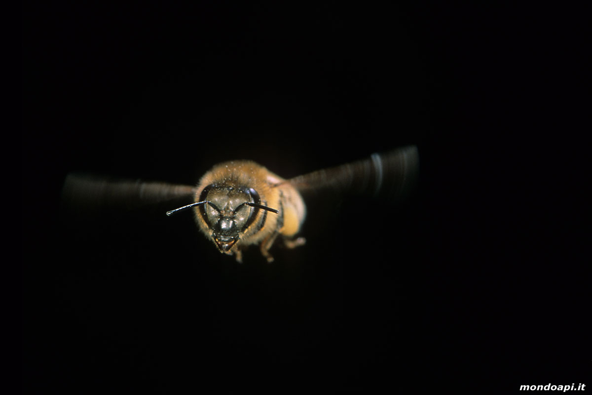 ape bottinatrice in volo