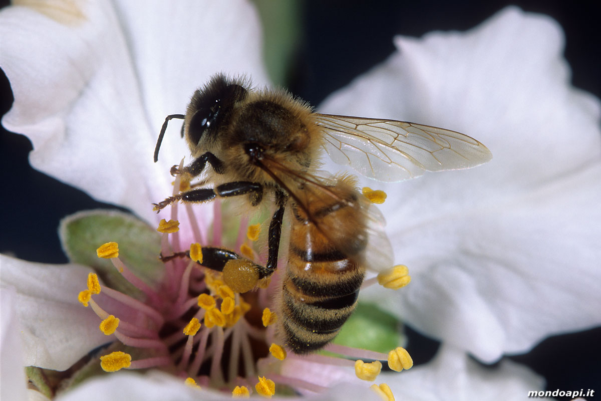 l'ape bottinatrice sul mandorlo