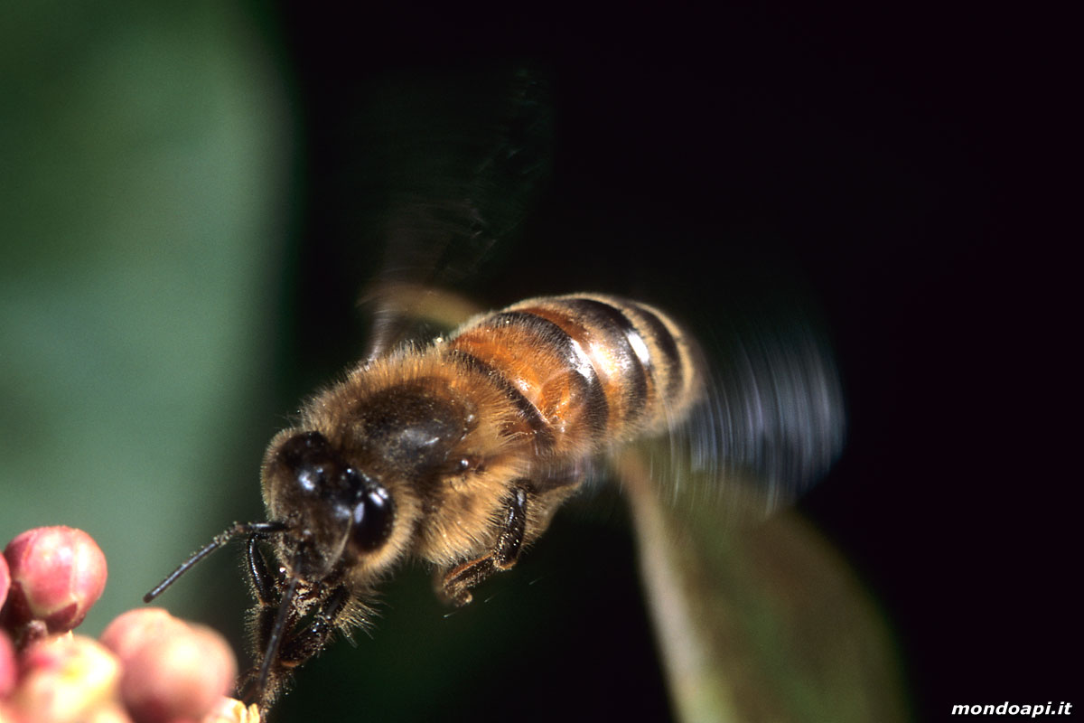 l'ape bottinatrice in volo sul viburno