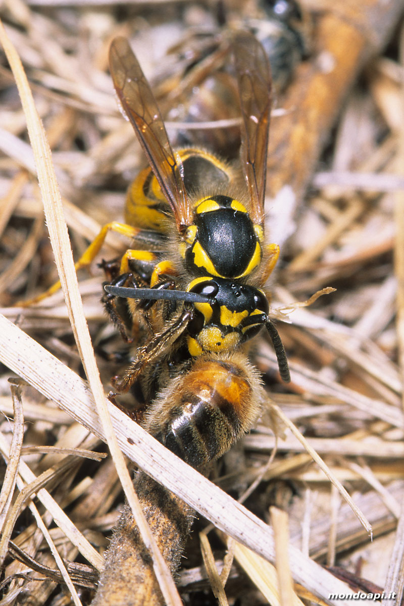 una vespa preda un'ape sotto l'alveare