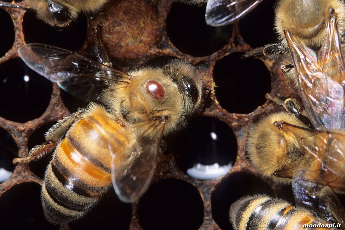 ape operaia con una varroa sul dorso