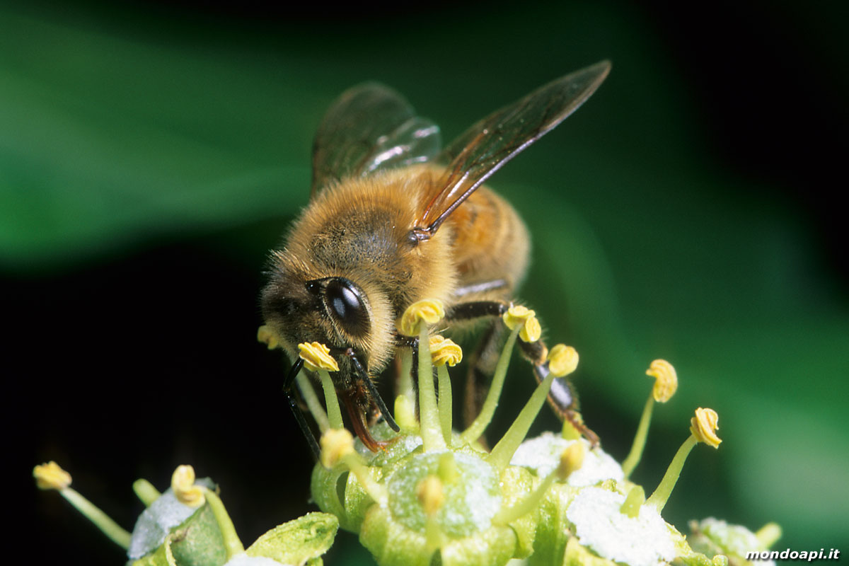 ape bottinatrice sull'edera