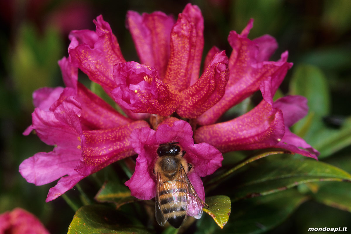 l'ape bottinatrice sul rododendro
