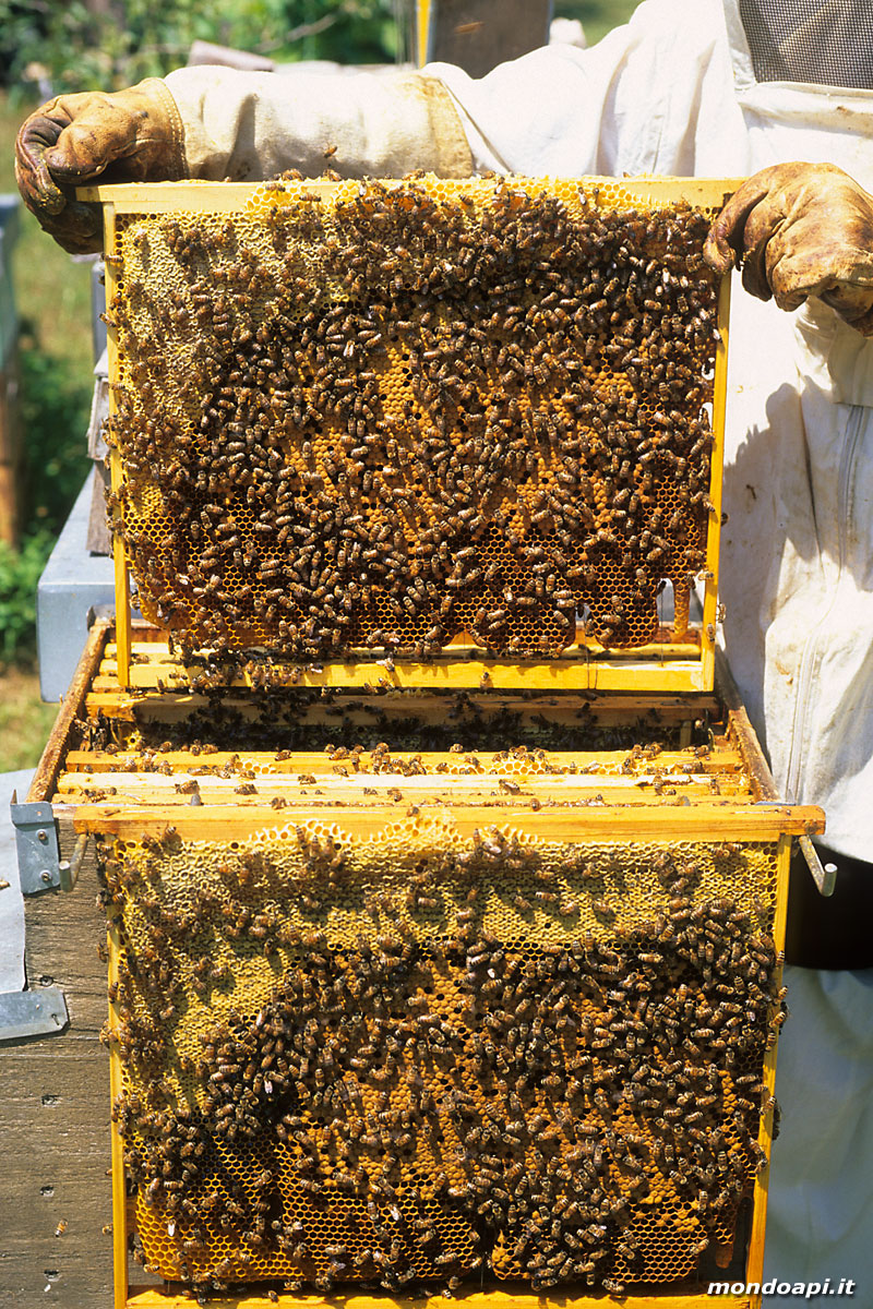 l'apicoltore controlla i favi di una famiglia