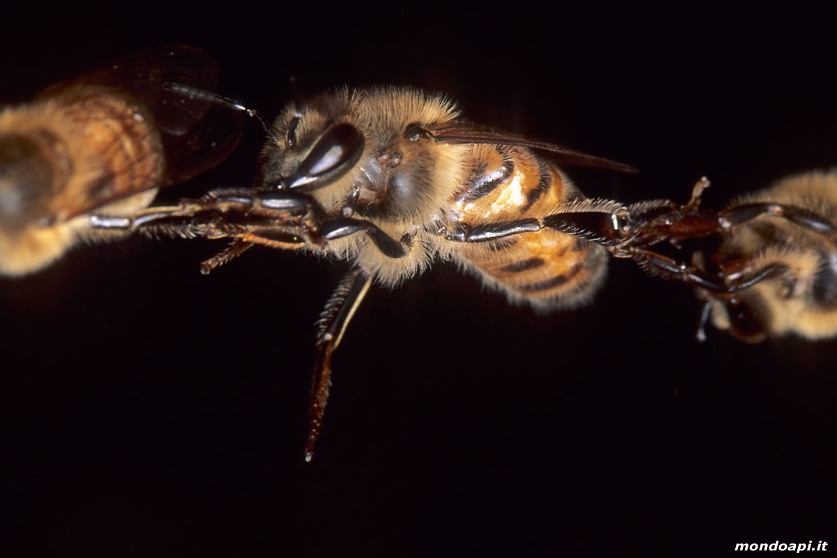 operaia nella catena d'api
