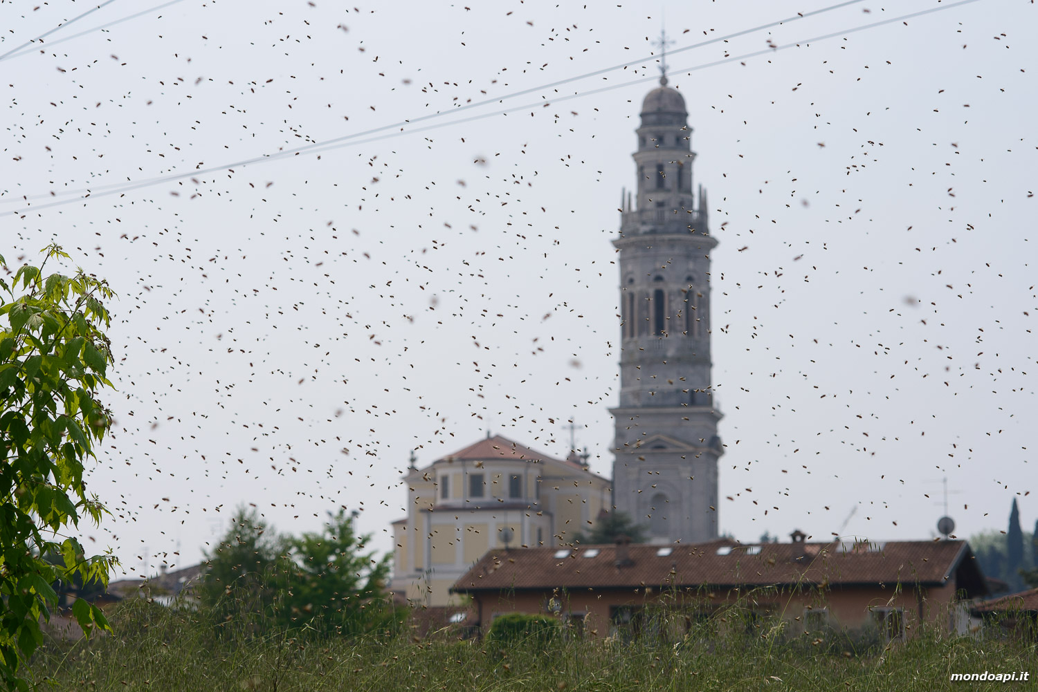 Le api di uno sciame in volo, sullo sfondo la chiesa di Pescantina