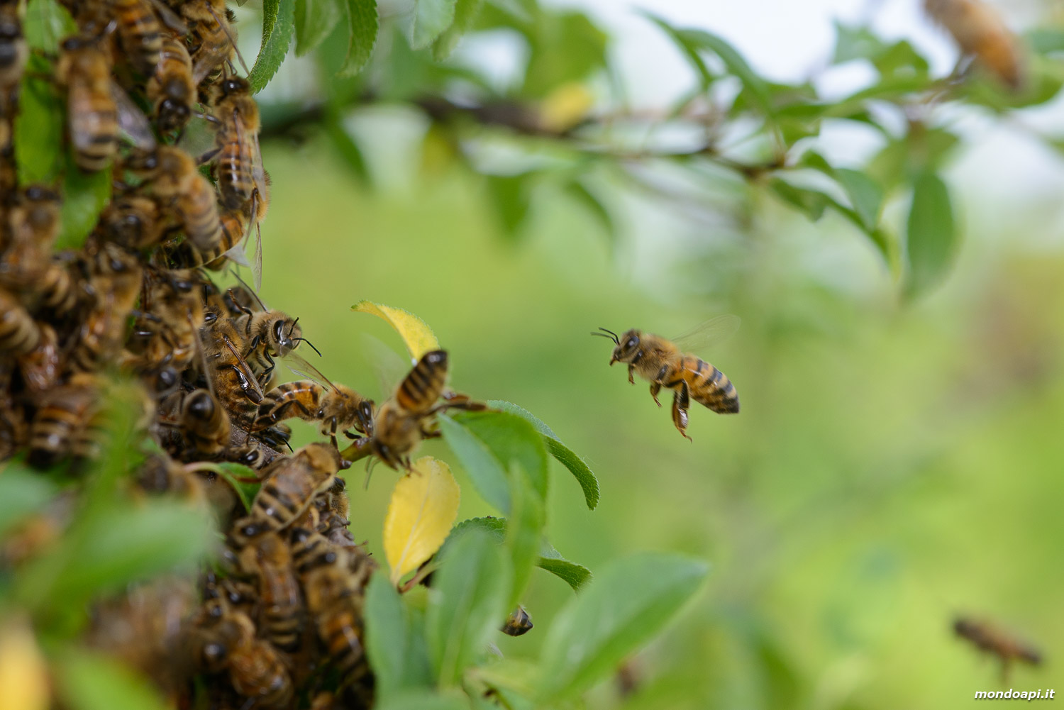 Le api dello sciame si raggruppano su di un ramo
