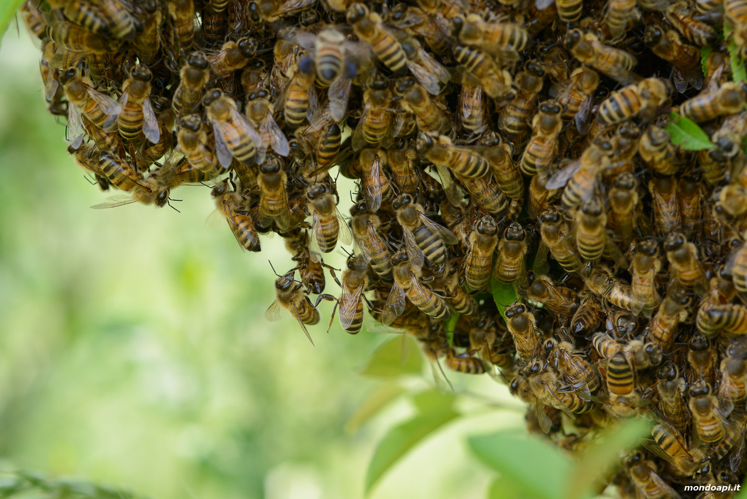 Le api dello sciame aggrappate l'una all'altra