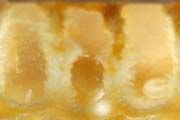 apiw035 - l'uovo e la larva nella celletta (favo di vetro)