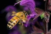 apiw131 - l'ape bottinatrice in volo sulla salvia selvatica