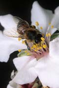 apiw184 - l'ape bottinatrice sul mandorlo