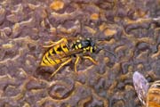 apiw233 - una vespa si aggira sul favo