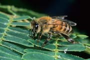 apiw273 - l'ape bottinatrice raccoglie la melata sull'acacia