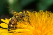 apiw308 - ape bottinatrice sul tarassaco