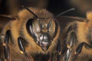 I ruoli dell'ape operaia 