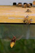 wlm1008 - Vespa crabro a caccia di api all'ingresso di un alveare