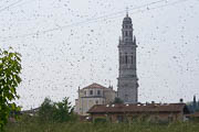 wlm2019 - Le api di uno sciame in volo, sullo sfondo la chiesa di Pescantina