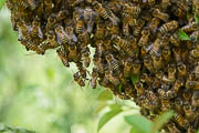 wlm2021 - Le api dello sciame aggrappate l'una all'altra