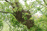 wlm2022 - Uno sciame di api fermo sui rami di un arbusto