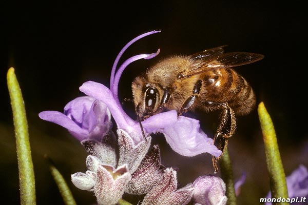 l'ape bottinatrice sul rosmarino
