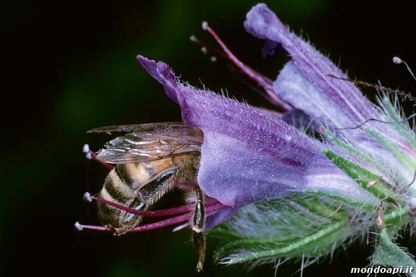 l'ape bottinatrice sull'erba viperina