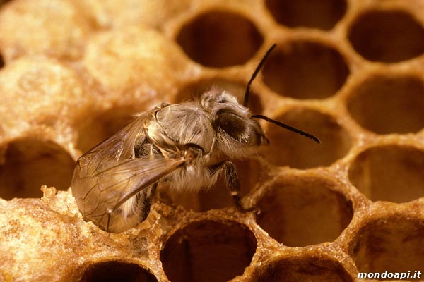 L'ape operaia sfarfalla dalla celletta 