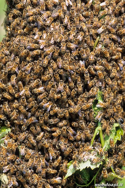 le api dello sciame