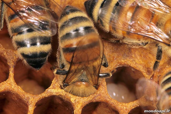 Le api nutrici