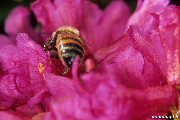 l'ape bottinatrice sul rododendro