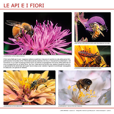 Le api e i fiori