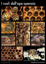 I ruoli dell'ape operaia