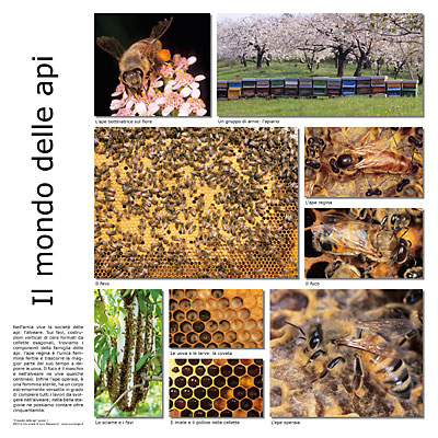 Il mondo delle api