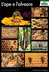 Poster delle api