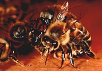 Le api scacciano una saccheggiatrice