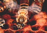 L'ape ventilatrice