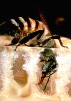 Un ape succhia il miele nella celletta