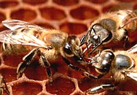 Le api si scambiano il cibo: Trofallassi