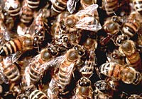 Le api aggrappate l'una all'altra