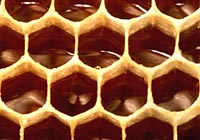 Il miele nel favo