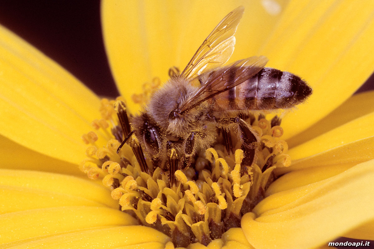 l'ape bottinatrice sul topinambur