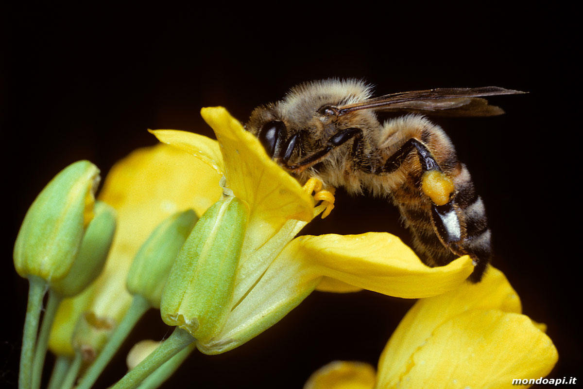 l'ape bottinatrice sul ravizzone